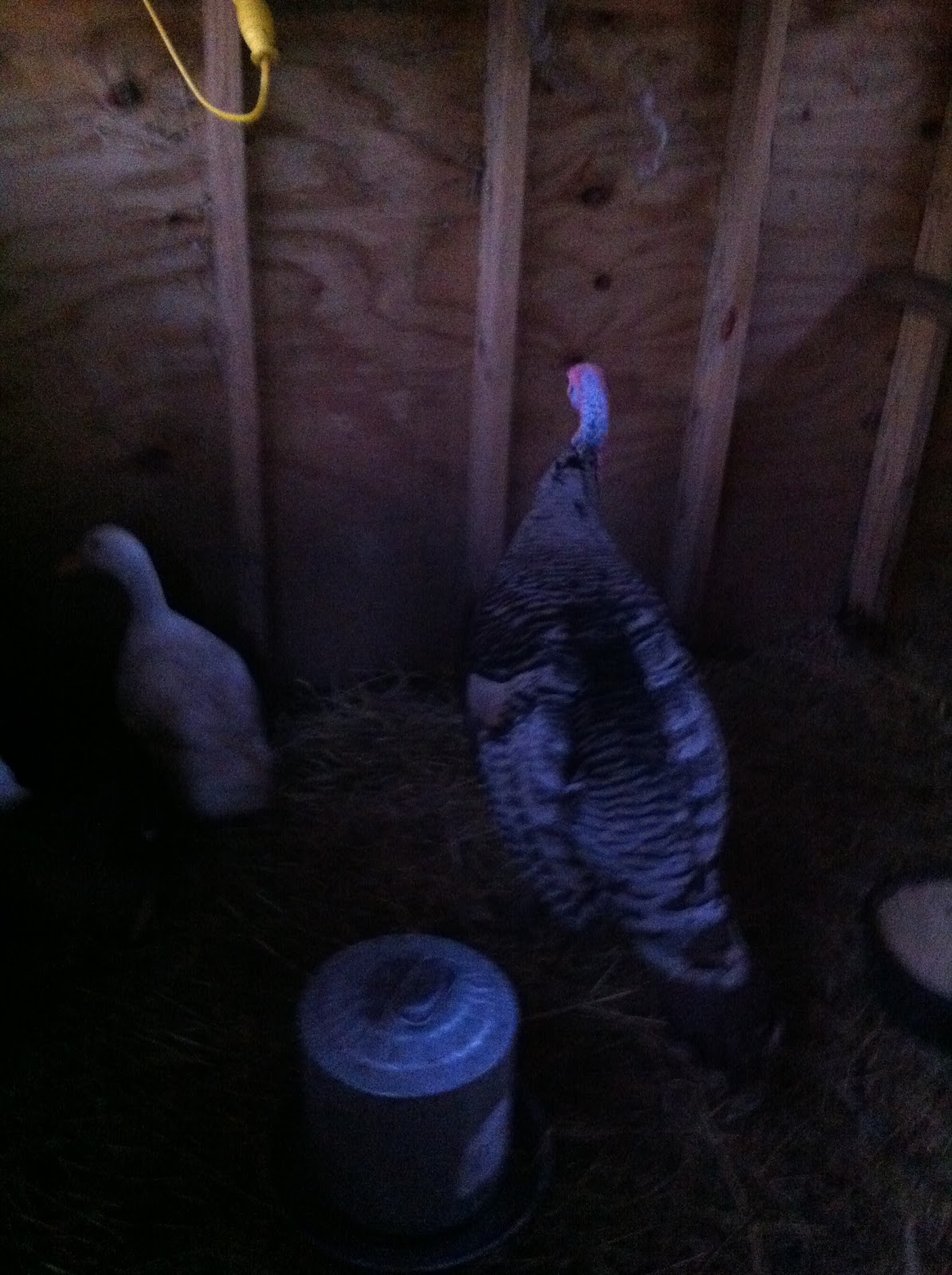 Turkeys and Ducks, living together, happily ever after Timber Creek Farm